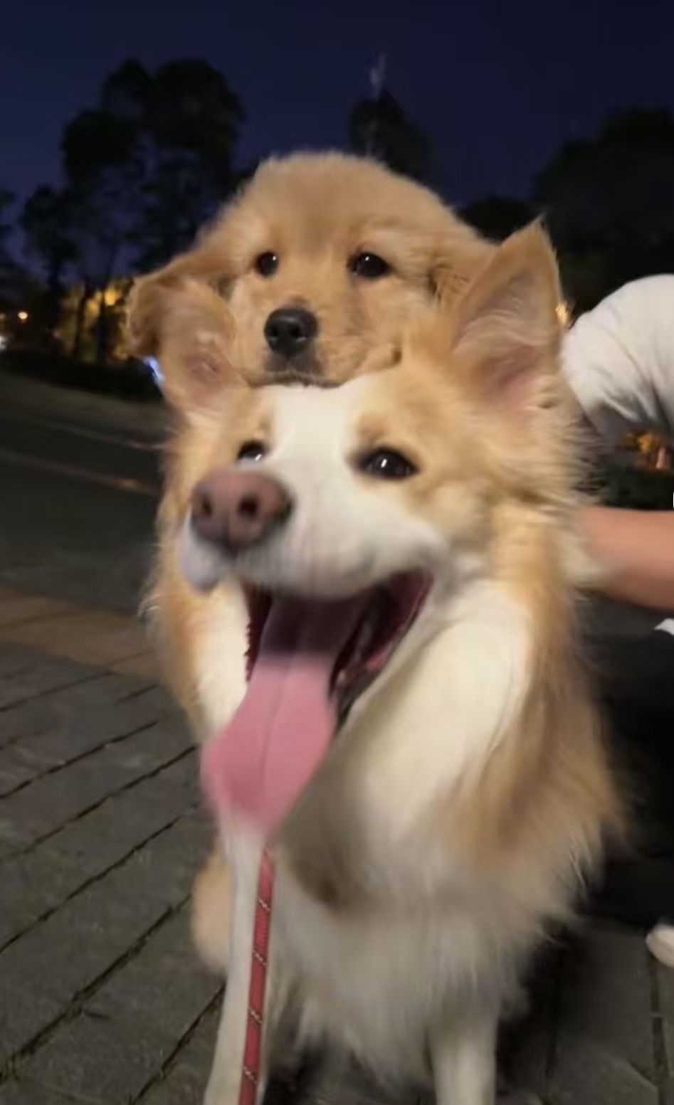 yyyyyy的头像-Zerogod论坛分中心