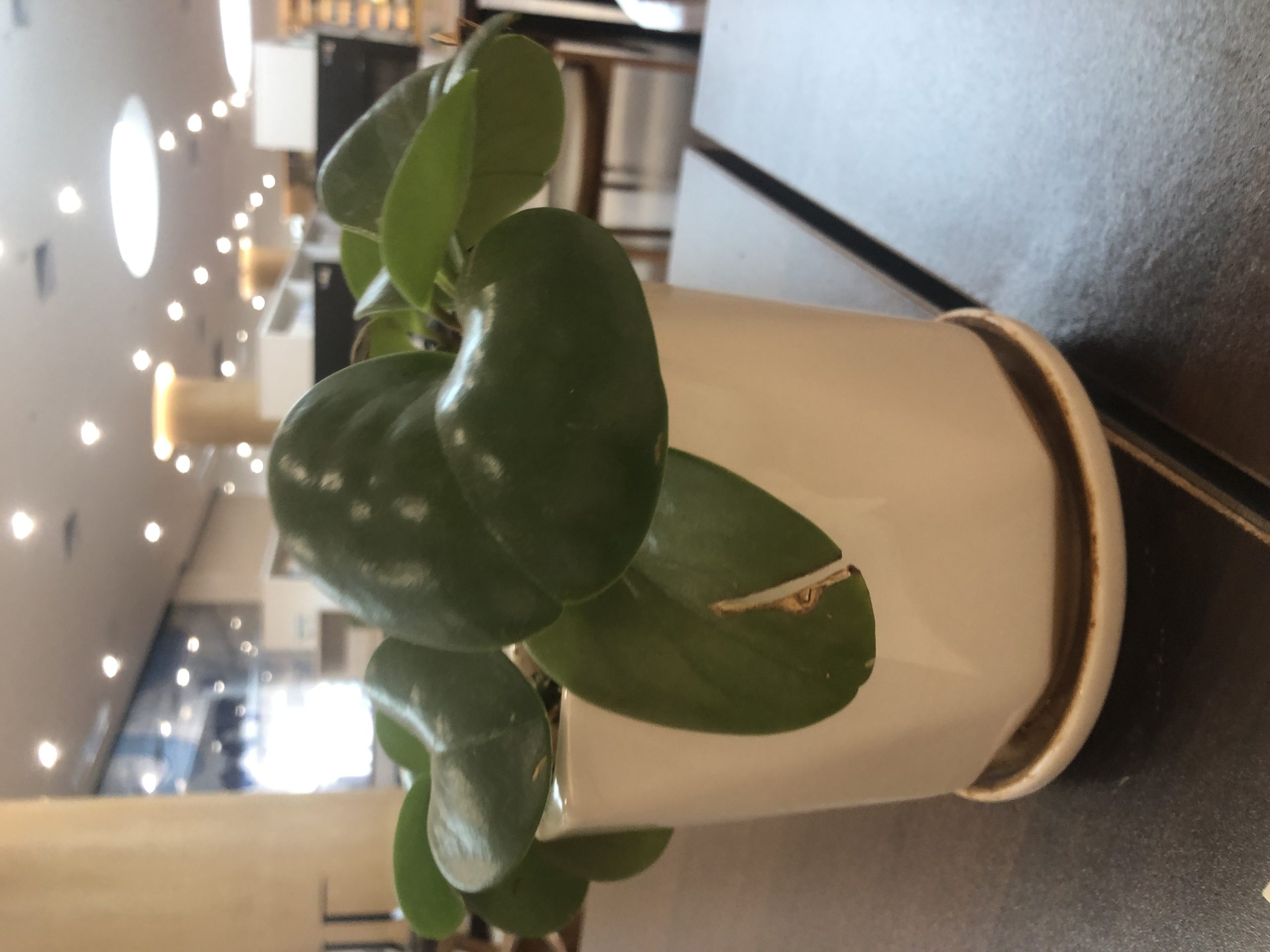 麻薯的头像-Zerogod论坛分中心