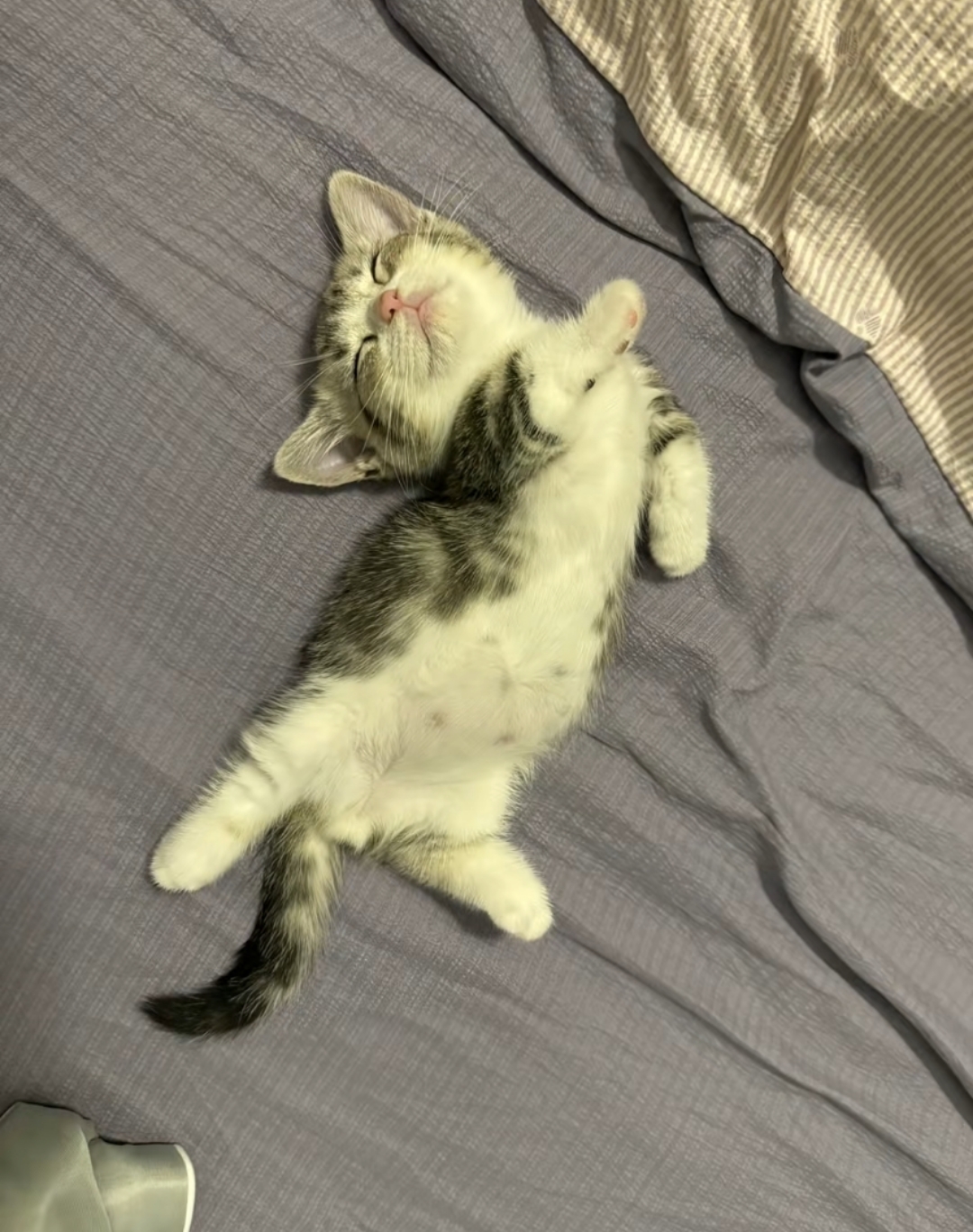 依兰的头像-Zerogod论坛分中心